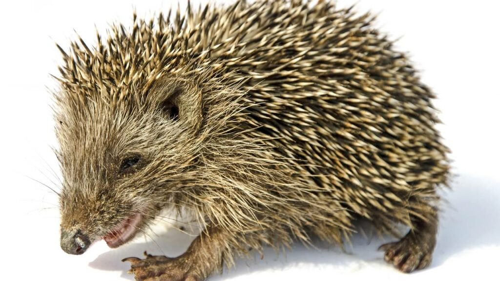 Animais que conseguem passar meses sem beber água