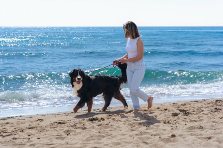 5 cuidados essenciais para viajar com os pets no verão