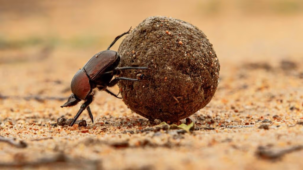 Besouro-rola-bosta atropela sapos com sua “bola de cocô”