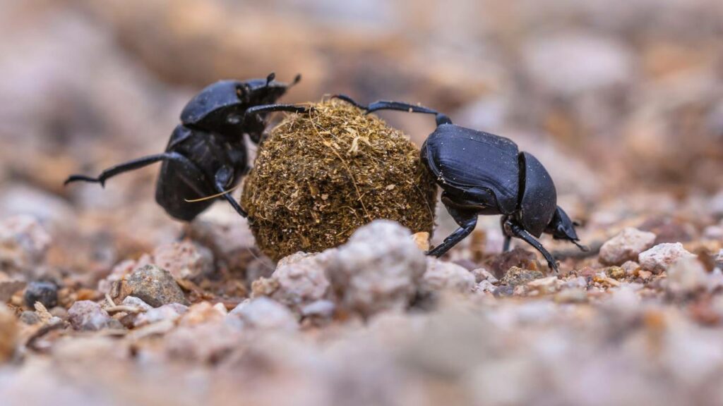 Besouro-rola-bosta atropela sapos com sua "bola de cocô"