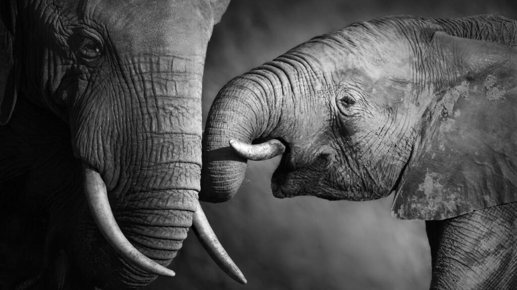 Craig, o elefante supertusker que virou um ícone lendário na África