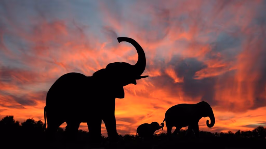 Por que os elefantes choram e sentem empatia