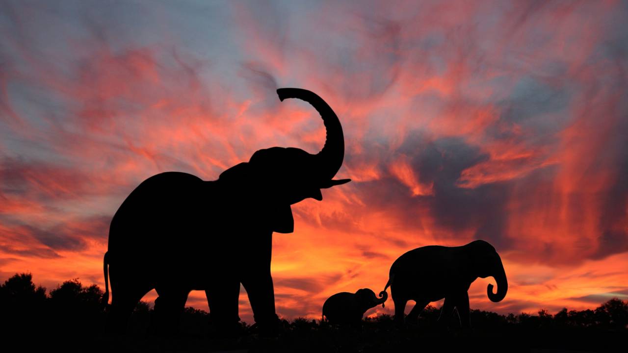 Por que os elefantes choram e sentem empatia