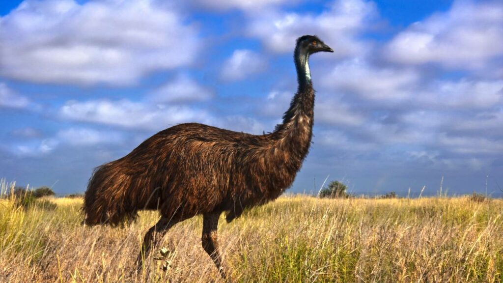 Quando a Austrália declarou "guerra" a uma espécie de aves