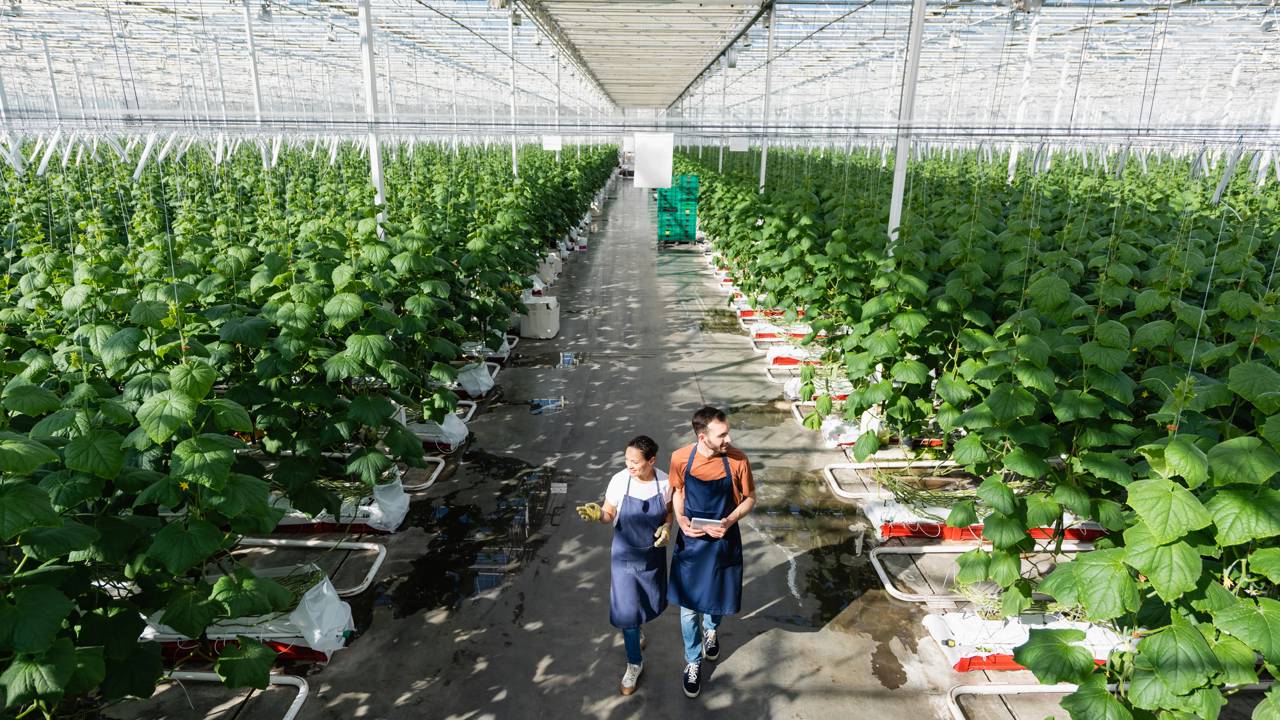Como essas casas de vidro cultivam limões e hortaliças o ano inteiro sem gastar energia