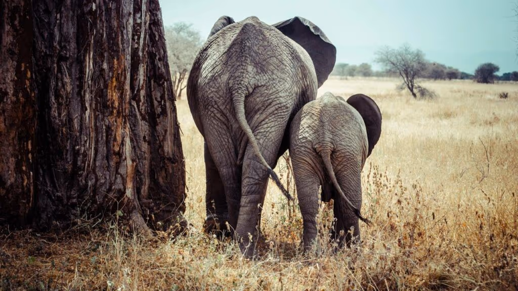 Parto raríssimo de elefantes é flagrado em rua de terra