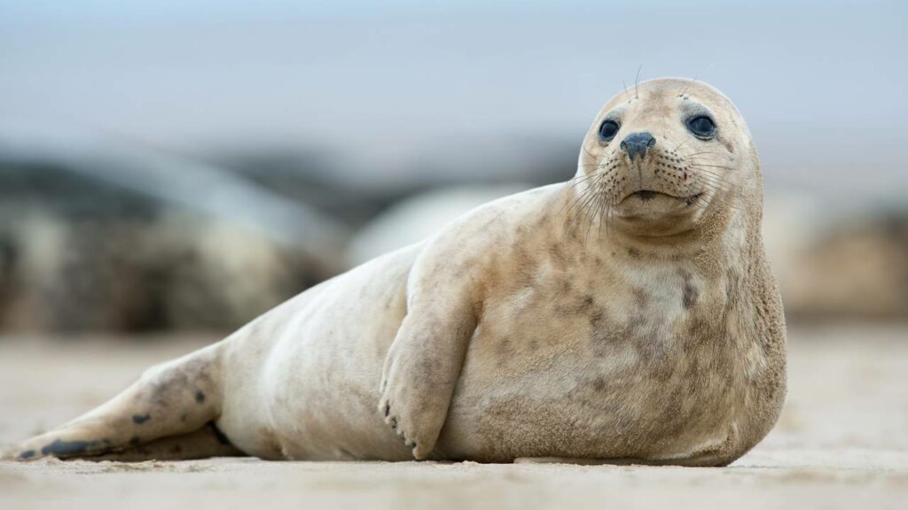 Filhotes de foca encantam com fotos absurdamente fofas