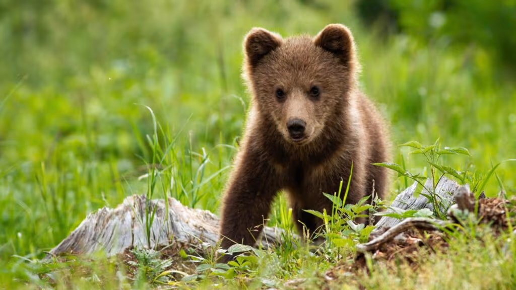 Filhote de urso se agarra a homem que o resgatou de incêndio