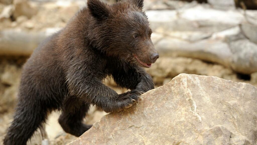 Filhote de urso se agarra a homem que o resgatou de incêndio