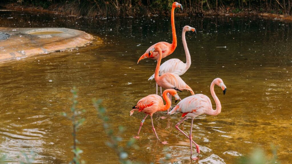 Por que os flamingos ficam em uma perna só, segundo a ciência