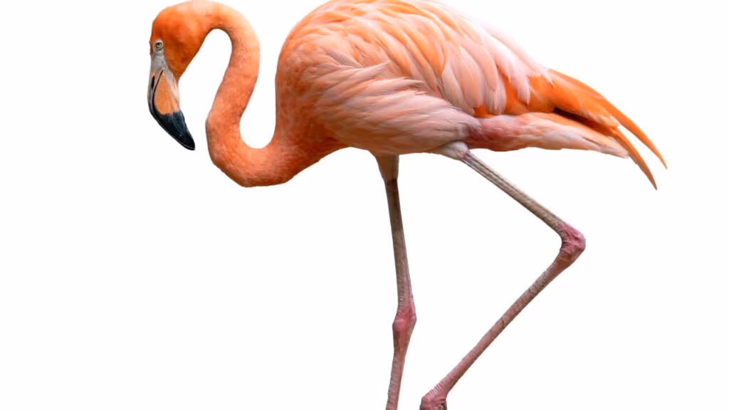 Por que os flamingos ficam em uma perna só, segundo a ciência