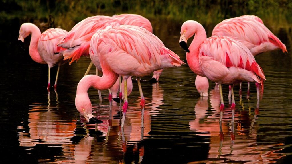 Por que os flamingos ficam em uma perna só, segundo a ciência
