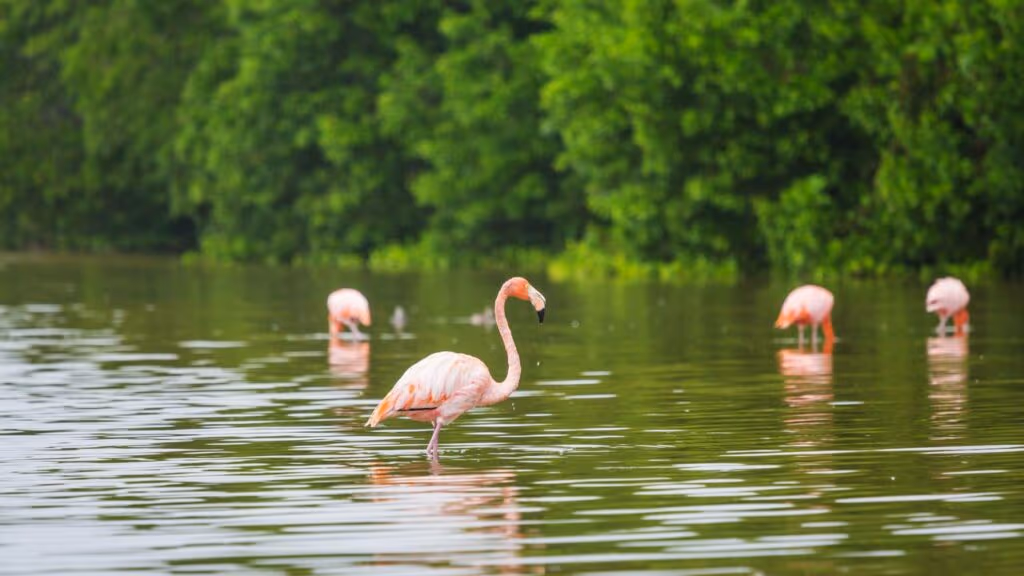 Por que os flamingos ficam em uma perna só