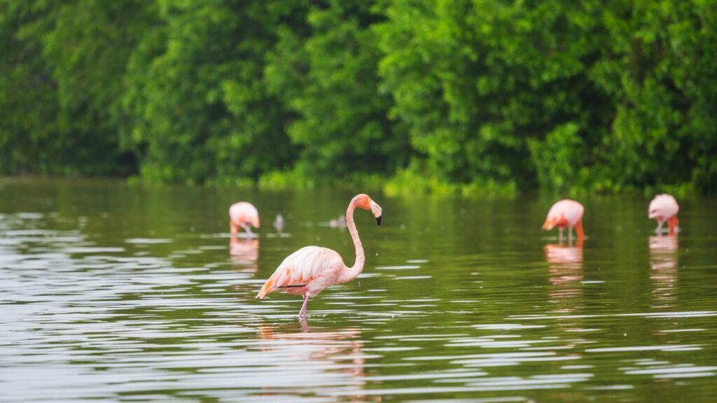 Por que os flamingos ficam em uma perna só