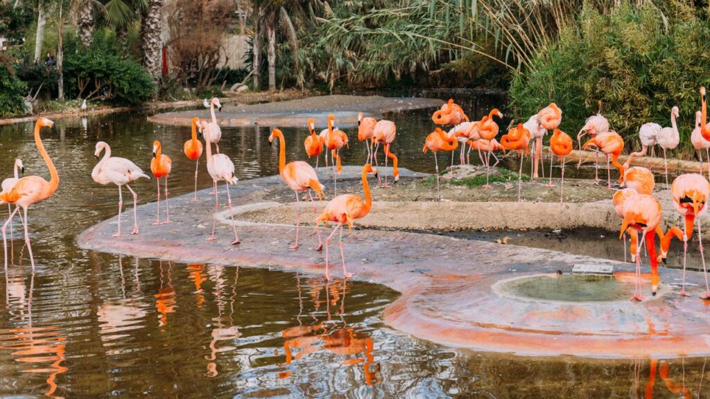 Por que os flamingos ficam em uma perna só