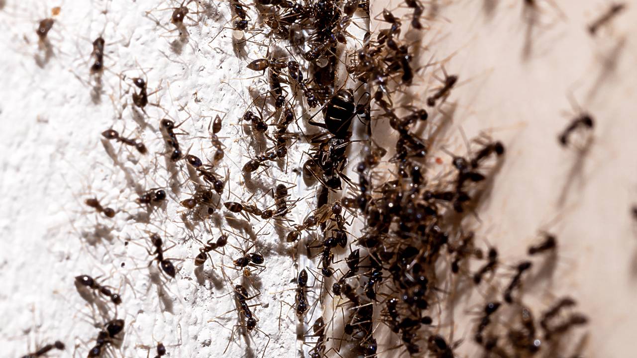 Existe uma guerra mundial acontecendo debaixo dos seus pés