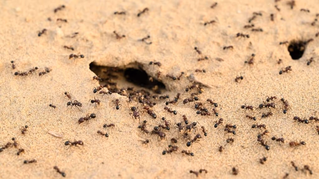 Formigas criam fazendas de fungos dentro dos formigueiros