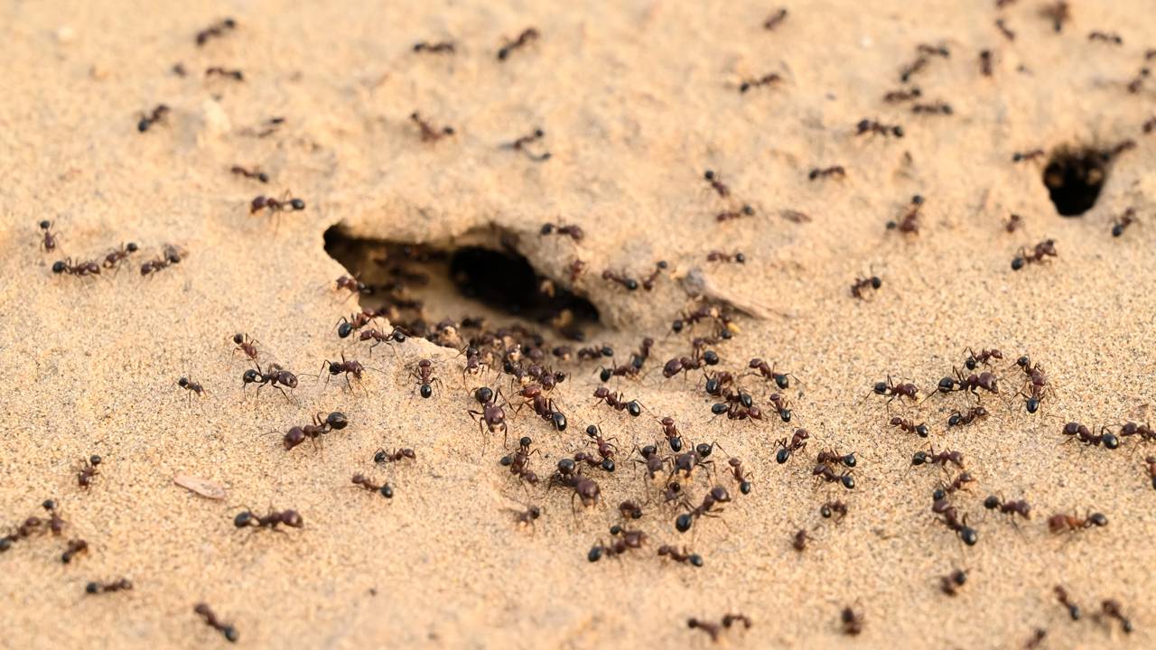 Formigas criam fazendas de fungos dentro dos formigueiros