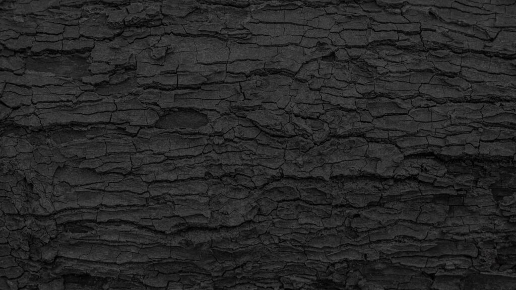 Floresta "congelada no tempo" há 290 milhões de anos no Paraná