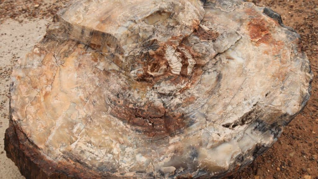 Floresta “congelada no tempo” há 290 milhões de anos no Paraná