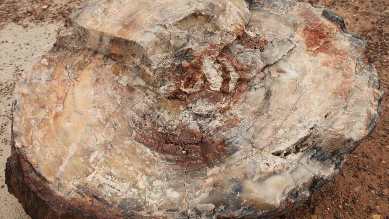 Floresta “congelada no tempo” há 290 milhões de anos no Paraná