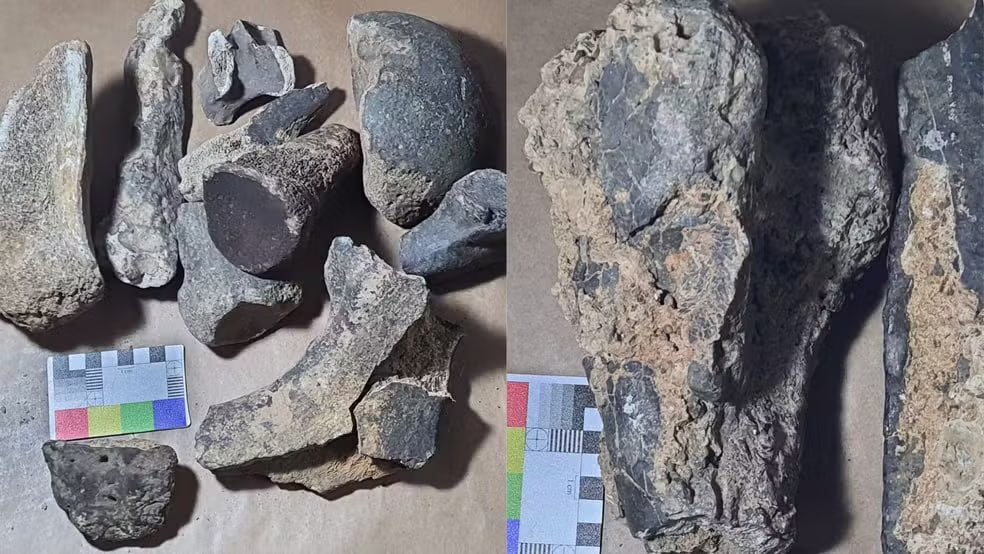 Pesquisadores encontram fóssil de tigre-dente-de-sabre em excelente estado no Brasil