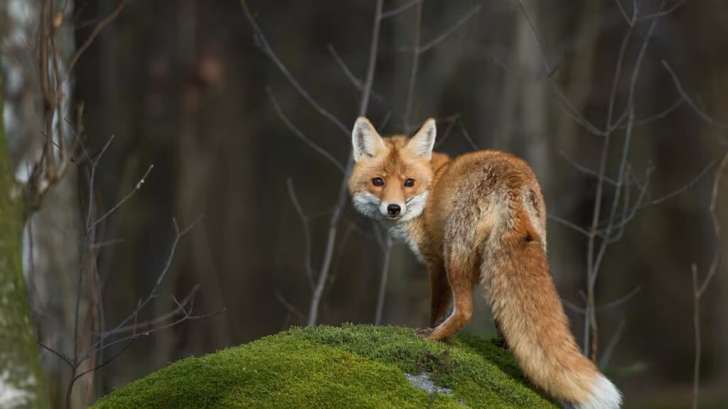 Homem resgata raposa gravemente ferida e ela agradece nunca esquecendo dele
