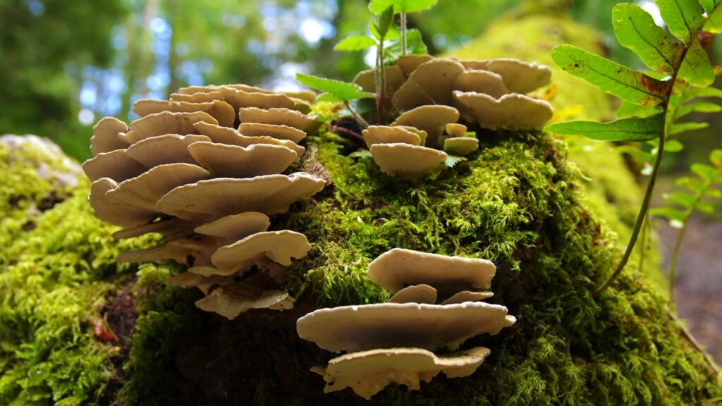 Esse fungo da Amazônia pode devorar plástico duro