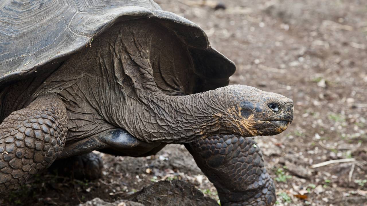 Mais de 1.500 tartarugas gigantes voltam às Ilhas Galápagos e mudam o ecossistema local