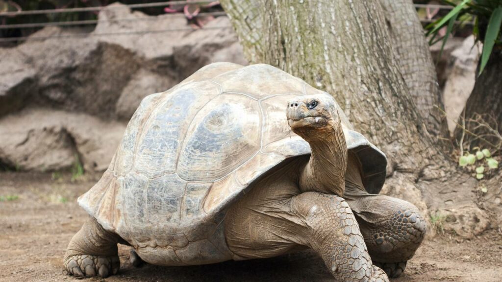 Mais de 1.500 tartarugas gigantes voltam às Ilhas Galápagos e mudam o ecossistema local