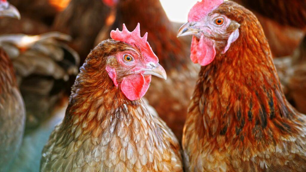 Esse rótulo no mercado significa que o alimento contém substância química