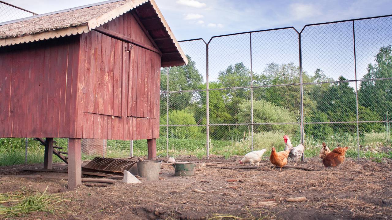 Esse galinheiro feito com sobras virou o coração de um mini sítio produtivo e sustentável