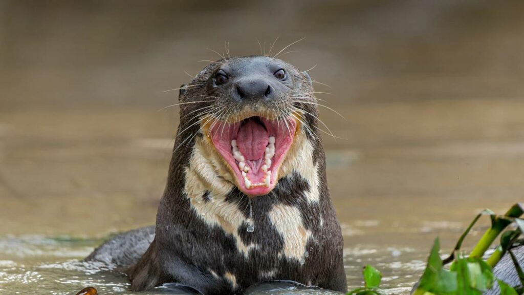 Por que os jacarés não atacam essa lontra gigante?