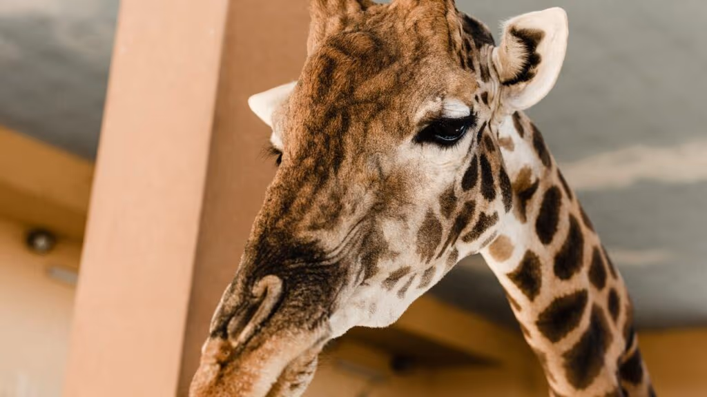 Kiko, a Girafa que não deveria ter morrido