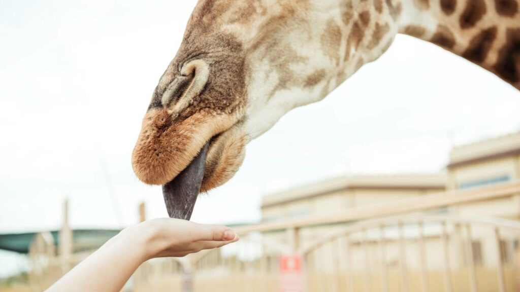 Kiko, a Girafa que não deveria ter morrido