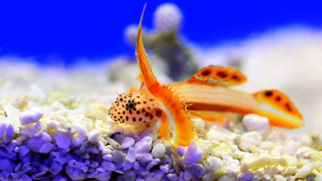 A parceria mais inteligente dos oceanos envolve um peixe e um camarão