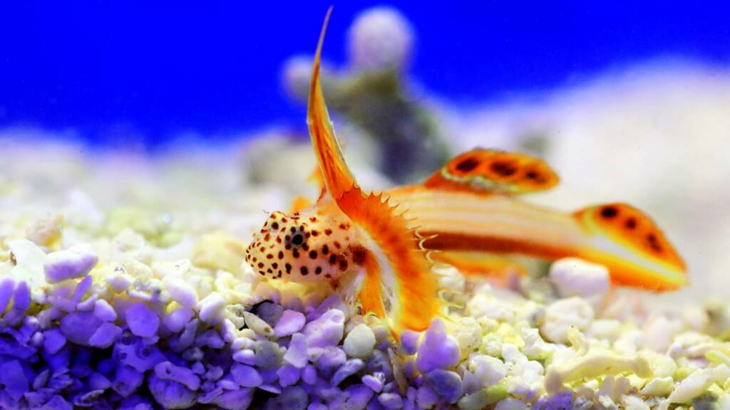 A parceria mais inteligente dos oceanos envolve um peixe e um camarão