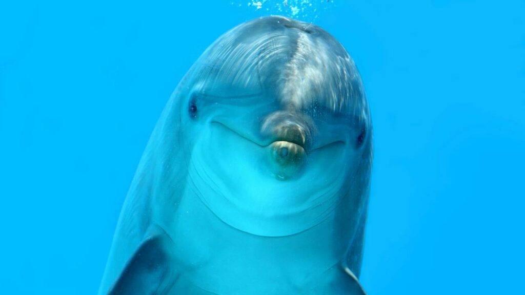 Tubarões não têm medo de golfinhos? O que a ciência diz