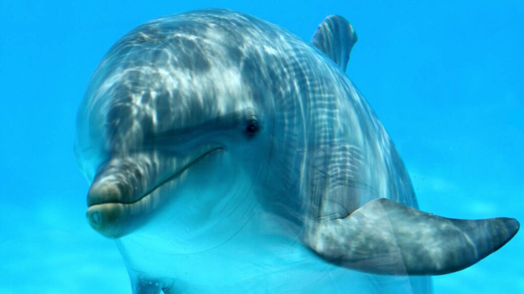 Por que os golfinhos dormem com um olho aberto