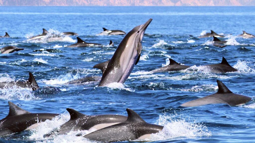 Golfinhos formam escudo para salvar nadadores de ataque de tubarão