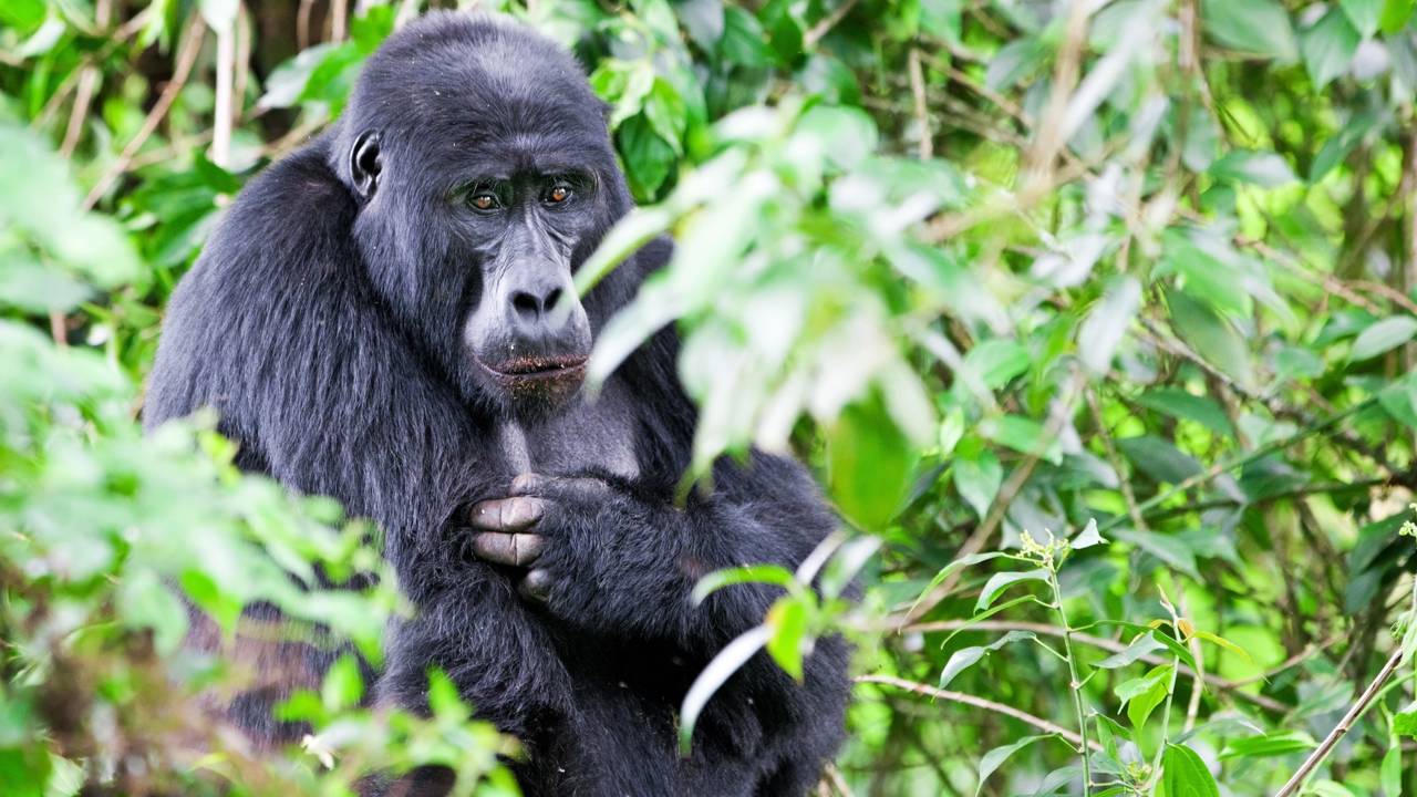 Virunga é abençoado com o nascimento de gorilas gêmeos