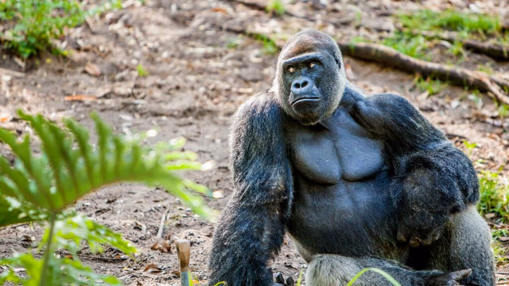 Gorila tenta puxar cabelo de mulher e leva bronca da fêmea em cena que parece saída de novela