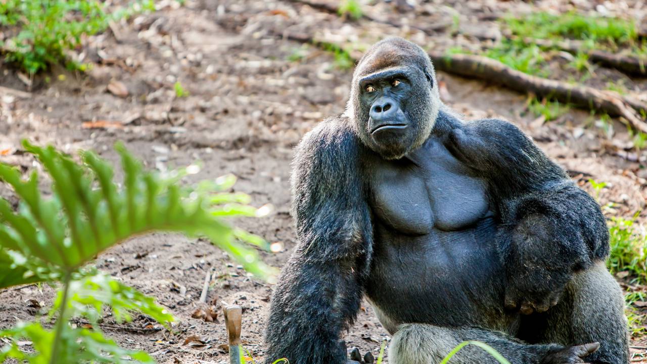 Gorila tenta puxar cabelo de mulher e leva bronca da fêmea em cena que parece saída de novela