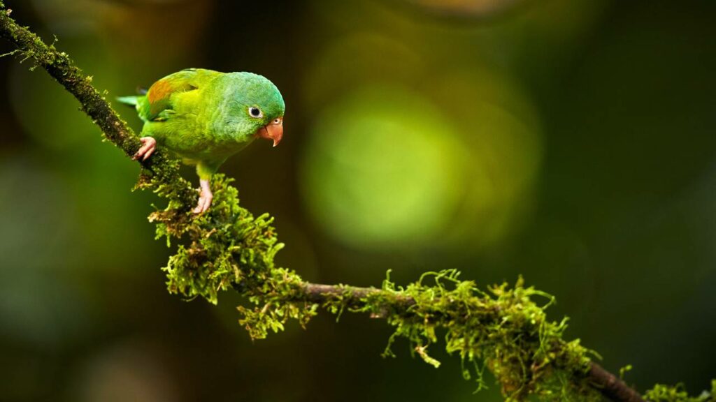 Falcão-peregrino volta às cidades para acabar com a "praga verde"