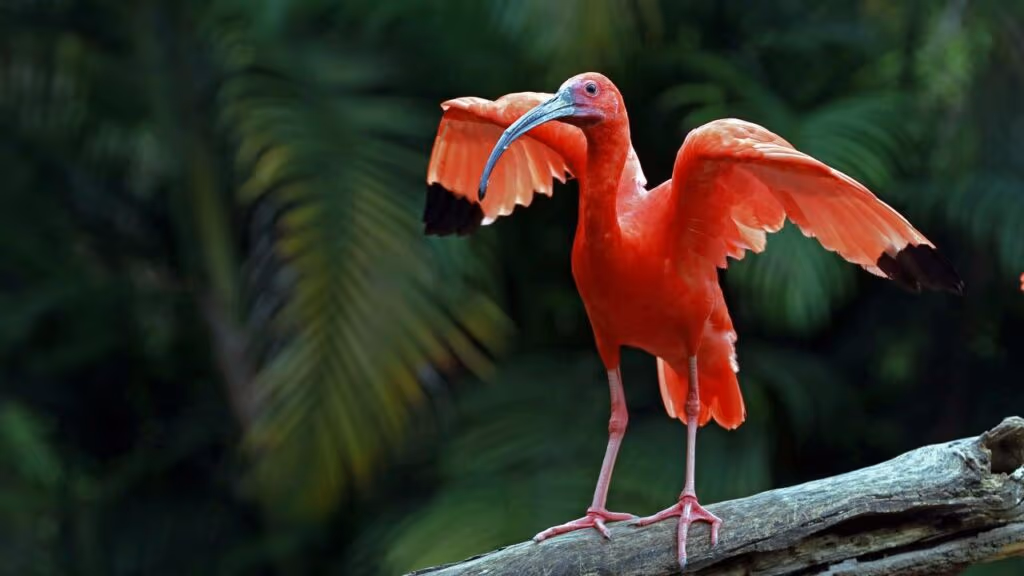 “Irmãos” dos flamingos voltam a aparecer nos céus de Florianópolis após 200 anos
