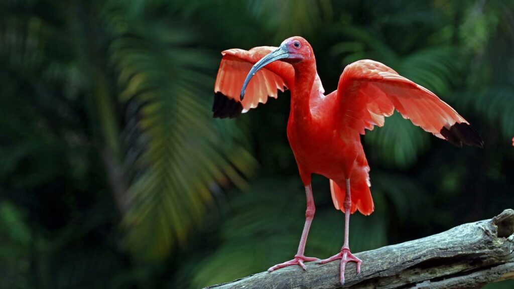 “Irmãos” dos flamingos voltam a aparecer nos céus de Florianópolis após 200 anos