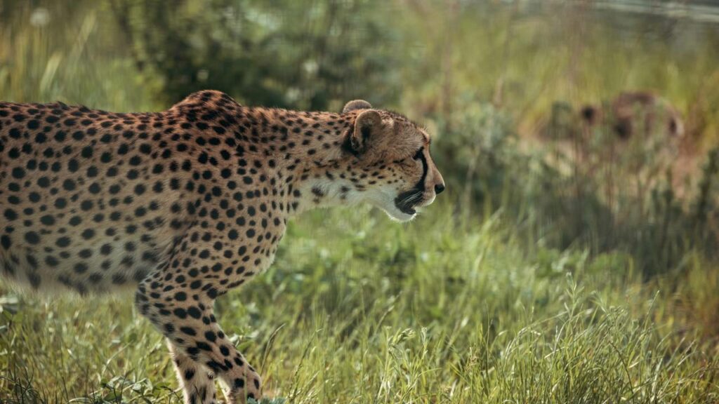 Sete guepardos mumificados são encontrados no deserto saudita