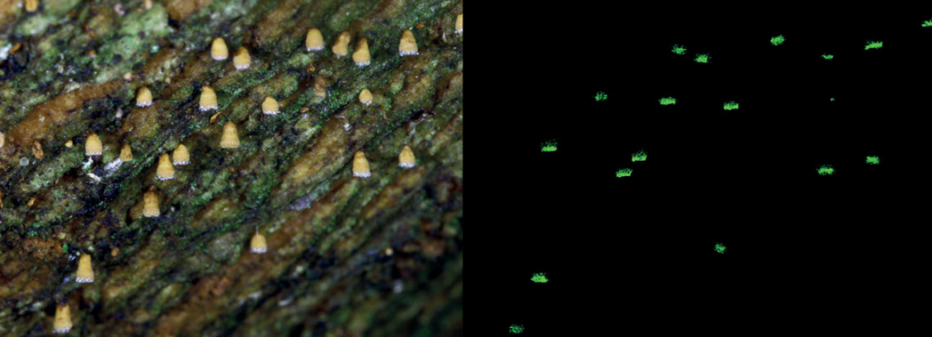 Cientistas descobrem fungo que brilha no escuro em florestas do Brasil