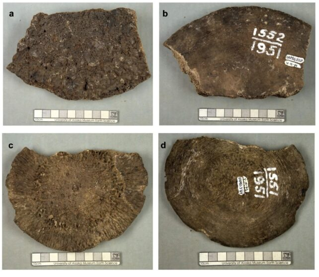 Fósseis que antes acreditavam ser de um mamute-lanoso - Reprodução/University of Alaska Museum of the North