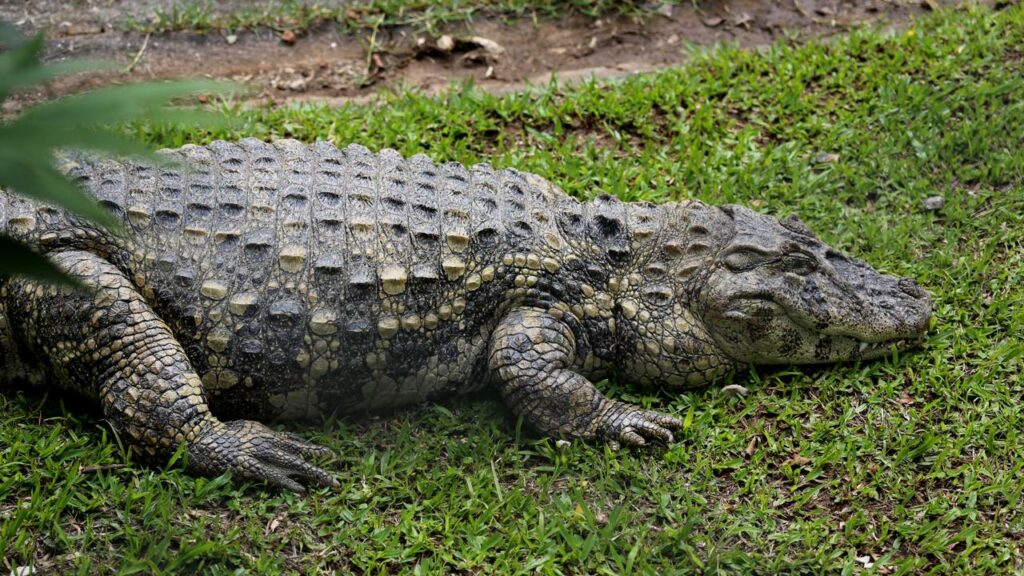 Por que os jacarés estão invadindo a cidade?
